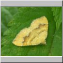 Camptogramma bilineata - Brennesselspanner 04.jpg